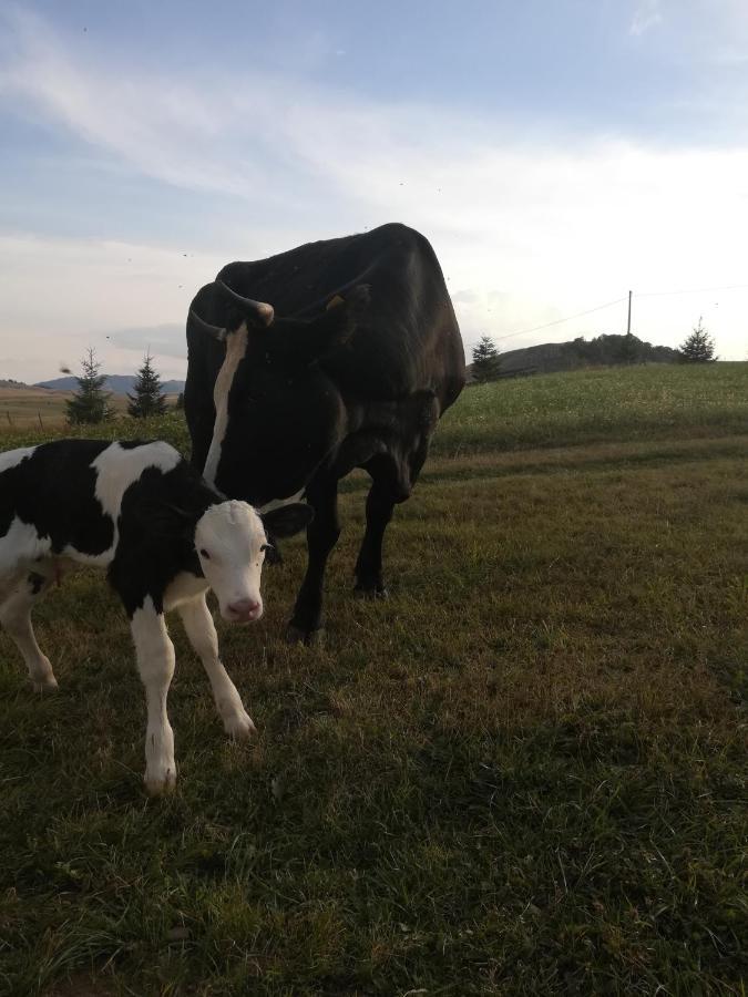 Hotel Organic Family Farm Žabljak Esterno foto