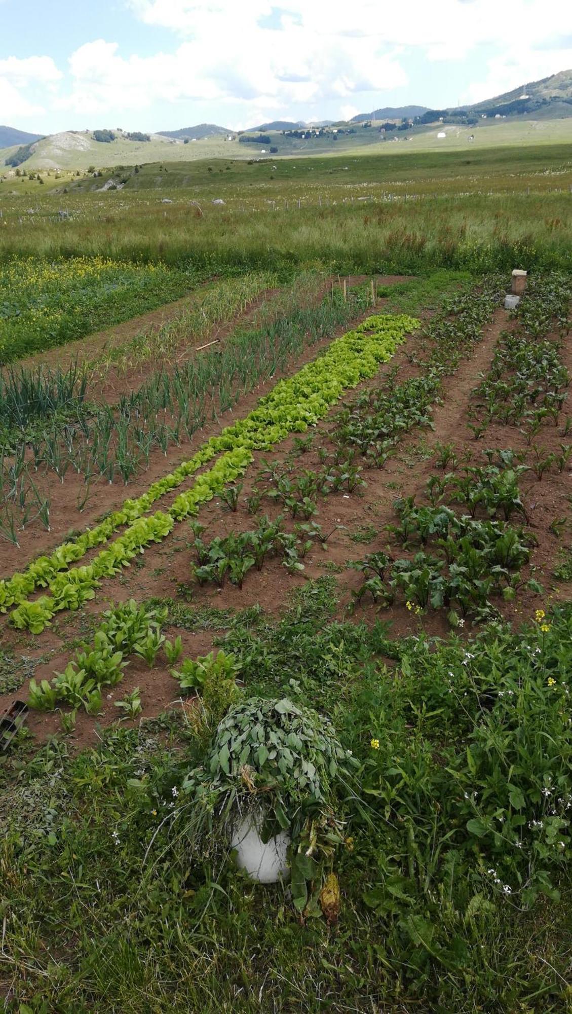Hotel Organic Family Farm Žabljak Camera foto