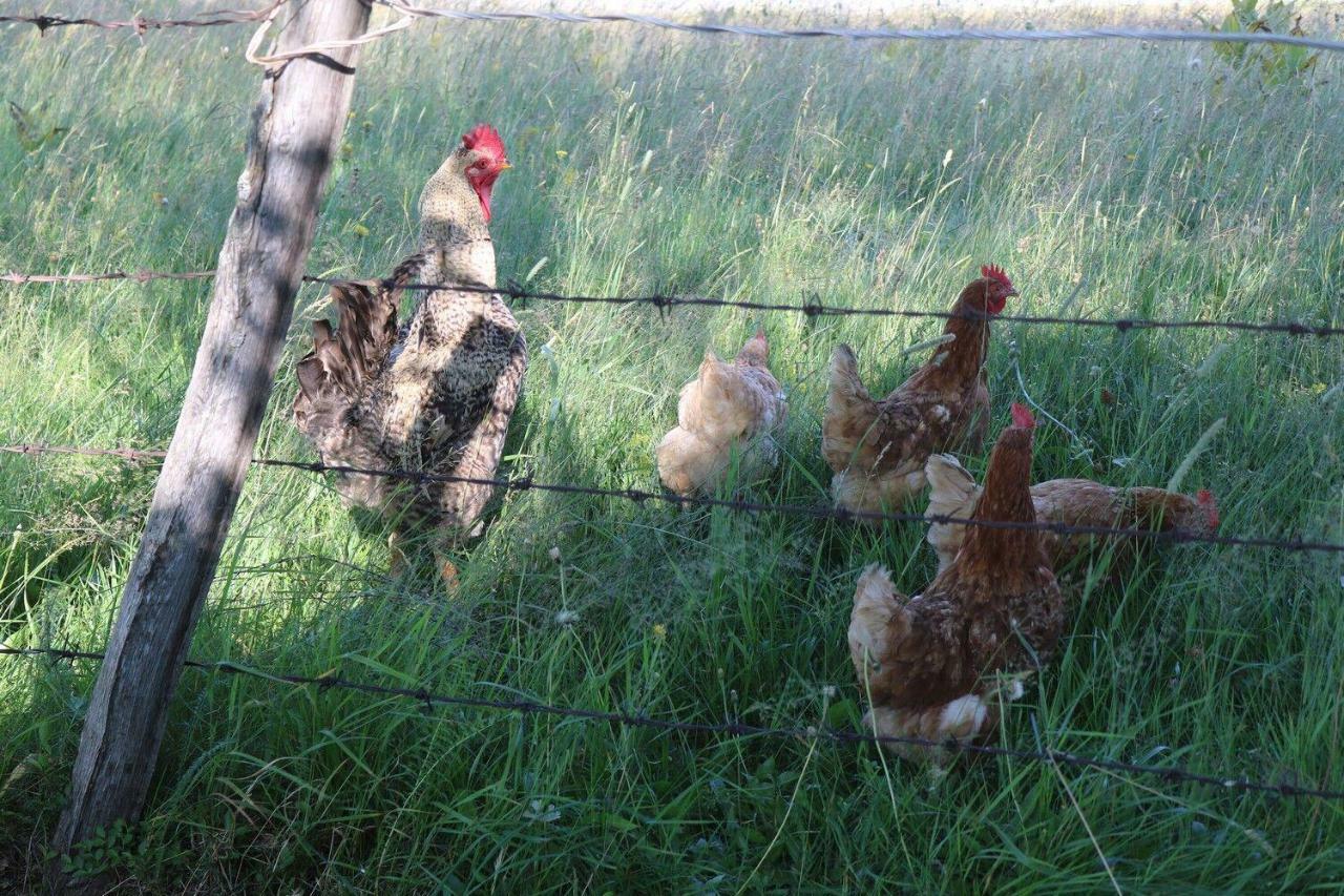 Hotel Organic Family Farm Žabljak Esterno foto